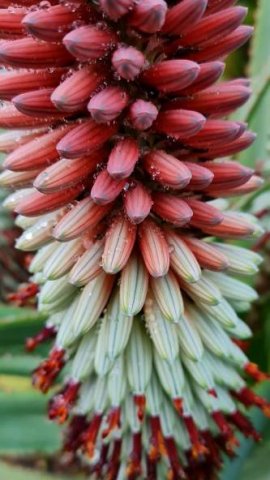 Aloe speciosa raceme